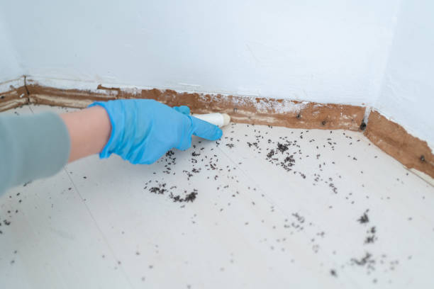 Best Pest Prevention Services  in Blue Point, NY